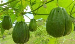 王大山吃佛手瓜视频在线观看