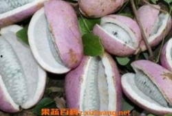 主播吃八月瓜视频,口感独特引网友热议！