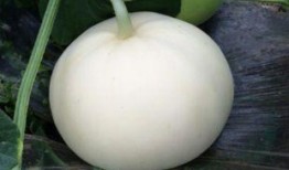 第一次吃梨瓜的视频,味蕾之旅开启