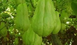 佛手瓜怎么作菜吃视频