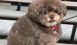 泰迪吃蓝瓜好不好呢视频,美味还是禁忌？