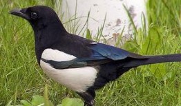 吃瓜喜鹊视频完整版,揭秘视频背后的精彩故事