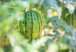 任丘有吃瓜视频吗在哪里,揭秘当地吃瓜视频聚集地