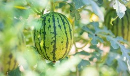 任丘有吃瓜视频吗在哪里,揭秘当地吃瓜视频聚集地