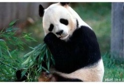 大熊猫吃老瓜视频大全下载