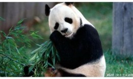 大熊猫吃老瓜视频大全下载