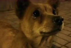 吃瓜小熊姐狗狗视频,吃瓜小熊姐与狗狗的欢乐互动瞬间