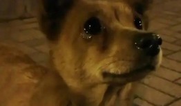 吃瓜小熊姐狗狗视频,吃瓜小熊姐与狗狗的欢乐互动瞬间