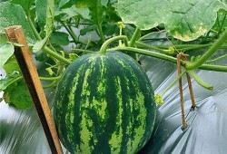 田间吃瓜视频教程,轻松掌握瓜果种植与品尝技巧