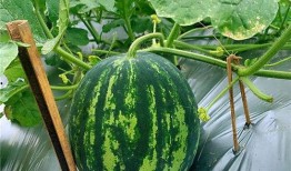 田间吃瓜视频教程,轻松掌握瓜果种植与品尝技巧