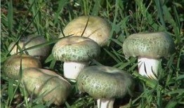 野生菌吃瓜视频大全下载