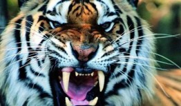 老虎吃瓜故事大全视频,趣味横生的动物故事集锦