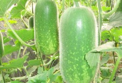 夏天吃荷兰瓜好吗视频