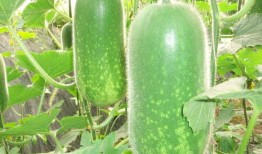 夏天吃荷兰瓜好吗视频