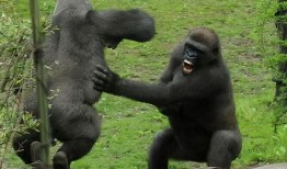 超级吃瓜大猩猩视频下载,揭秘热门视频背后的下载攻略