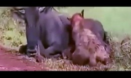 吃瓜群众小狮子视频大全,揭秘热门视频背后的趣味故事