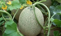 韩国大妈吃哈密瓜图片视频,甜蜜瞬间引发网友热议