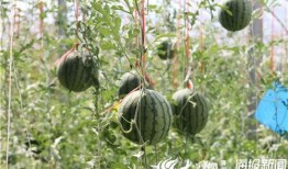 曲阳惠友吃瓜视频曝光,揭秘背后惊人真相