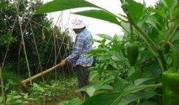 田地里的田瓜可以吃吗视频