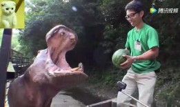 吃瓜游客视频大全最新