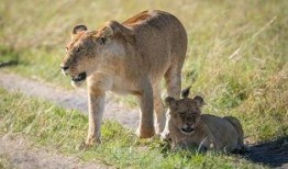 吃瓜群众小狮子视频大全,揭秘热门视频背后的趣味故事