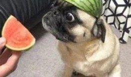 吃瓜狗头君拜年视频,萌态可掬贺岁祝福