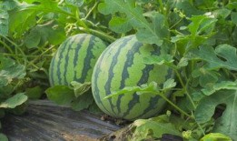 辽宁理工吃瓜视频,揭秘校园生活趣味瞬间