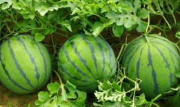 西瓜吃瓜视频大全播放网站,海量搞笑、趣味内容，轻松畅享欢乐时光