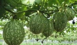 吊瓜怎样吃不胀气视频,告别胀气烦恼，美味又健康