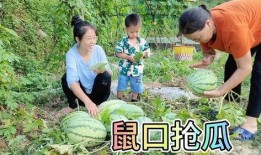 农村夜晚吃瓜视频,农村瓜田欢声笑语