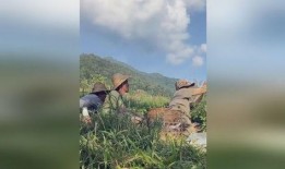 缅甸部队吃瓜视频,揭秘军营里的欢乐时光