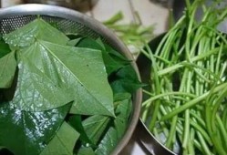 各大主播吃瓜树叶视频大全,趣味视频大盘点