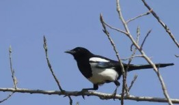 吃瓜喜鹊视频完整版,揭秘视频背后的精彩故事