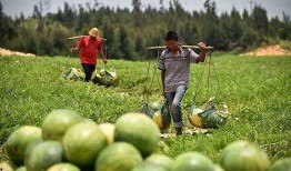 田间吃瓜视频教程,轻松掌握瓜果种植与品尝技巧