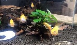 小胡子吃瓜视频,揭秘娱乐圈幕后故事