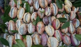 吃八月瓜的视频大全播放,视频大全播放盛宴