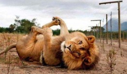 动物吃瓜搞笑段子大全视频,萌宠演绎欢乐喜剧