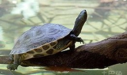 花龟可以吃金蜜瓜吗视频,揭秘金蜜瓜的美食之旅