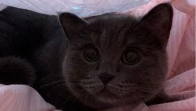 动漫吃瓜小猫咪视频大全,吃瓜小猫咪动漫视频大盘点